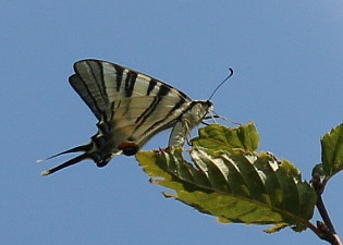 Scarce Swallowtail