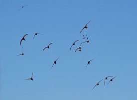 Swift in flight