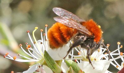 Tawny Mining Bee