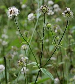 Small Teasel