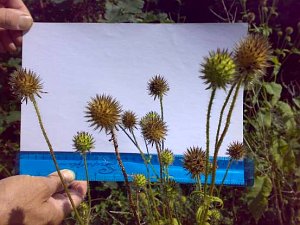 Small Teasel