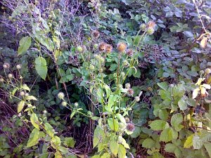 Small Teasel