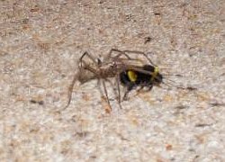 Tegenaria dometica attacking bumble-bee