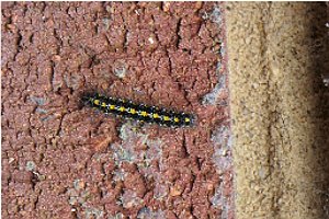 Scarlet tiger caterpillar