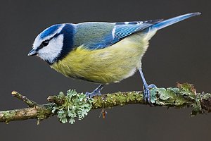 Blue tit, Cyanistes caeruleus