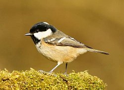 Coal Tit