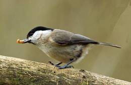 Coal tit eating worm