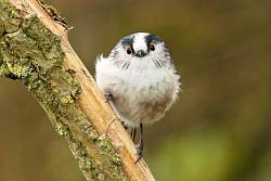 Long-Tailed Tit