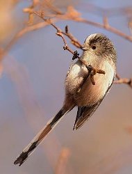 Long-tailed Tit