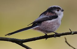 Long-tailed Tit