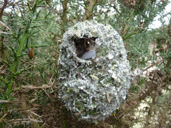 Long-tailed Tit