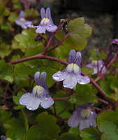 Ivy-leaved Toadflax