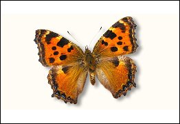 Large Tortoiseshell