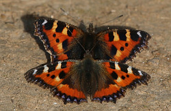 Small Tortoiseshell