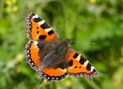 Small tortoiseshell