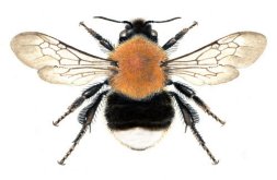 Tree bee