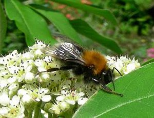 Tree Bee