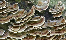 Turkeytail