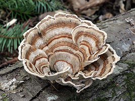 Turkeytail 