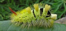 Pale Tussock