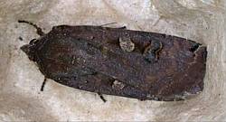 Large Yellow Underwing