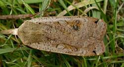 Large Yellow Underwing