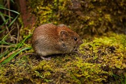 Bank vole