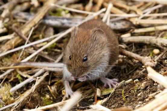 Vole eating