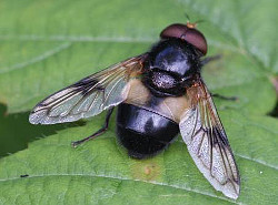 Volucella pelucens