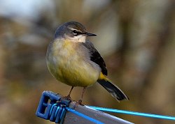 Grey Wagtail