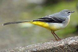 Grey Wagtail