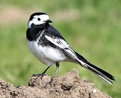 Pied Wagtail