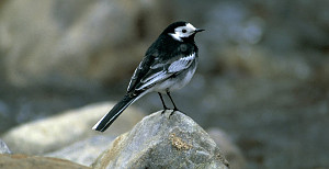 Pied Wagtail