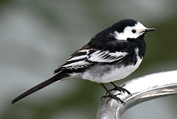 Pied Wagtail