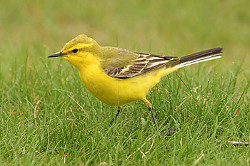 Yellow Wagtail