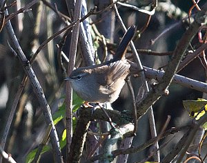 Cetti's Warbler, Cettia cetti