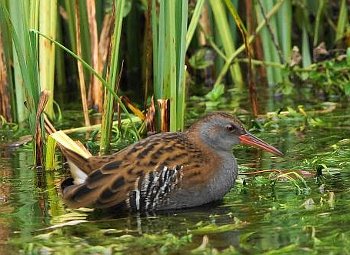 Water Rail