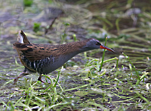 Water Rail