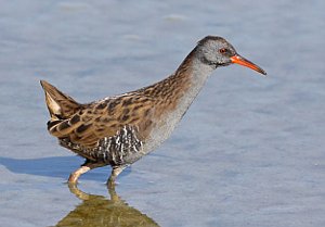 Water Rail Rallus aquaticus