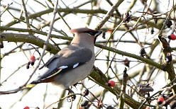 Waxwing