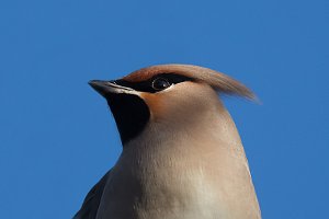 Waxwing close up