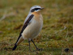 Wheatear