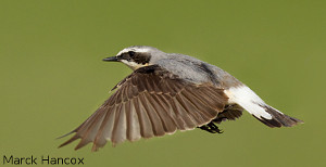 Wheatear