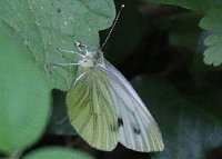 Green-veined White