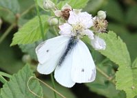 Small White