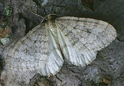 Winter Moth