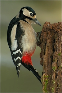 Great spotted Woodpecker