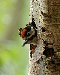 Young Great Spotted Woodpecker