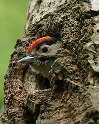 Young Great Spotted Woodpecker