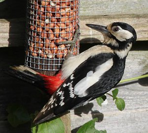 Great Spotted Woodpecker